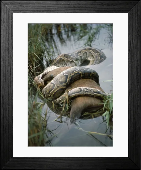 Framed Print : Picture No. 10849003 Framed Print : Picture No. 10849003