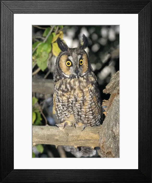 Framed Print : Picture No. 10850838 Framed Print : Picture No. 10850838
