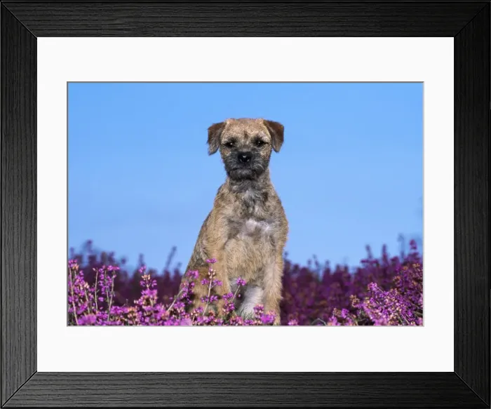 Framed Print : Picture No. 10851751 Framed Print : Picture No. 10851751