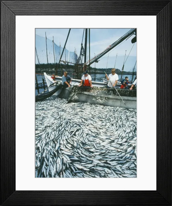 Framed Print : Picture No. 10850642 Framed Print : Picture No. 10850642