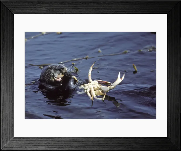 Framed Print : Picture No. 10850753 Framed Print : Picture No. 10850753