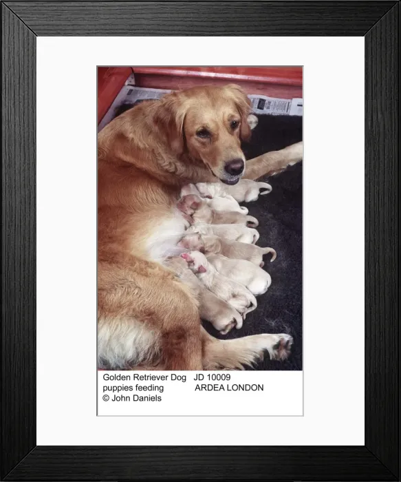 Framed Print : Picture No. 10851738 Framed Print : Picture No. 10851738