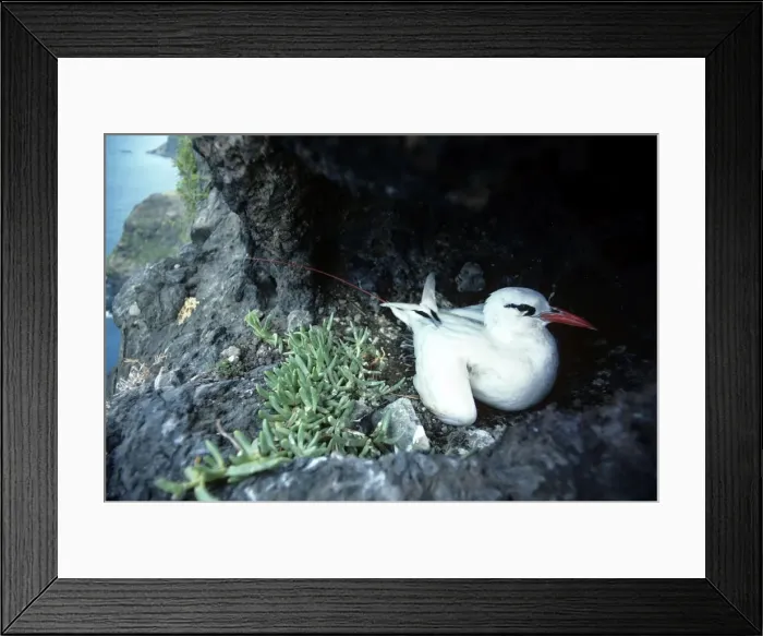Framed Print : Picture No. 10851186 Framed Print : Picture No. 10851186