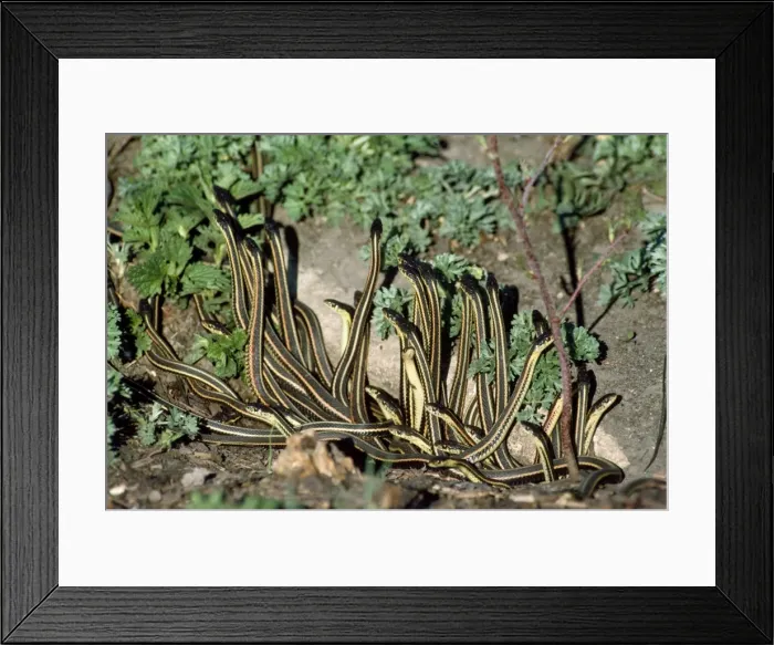 Framed Print : Picture No. 10850747 Framed Print : Picture No. 10850747