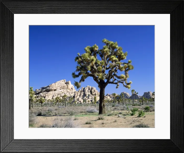 Framed Print : Picture No. 10850619 Framed Print : Picture No. 10850619