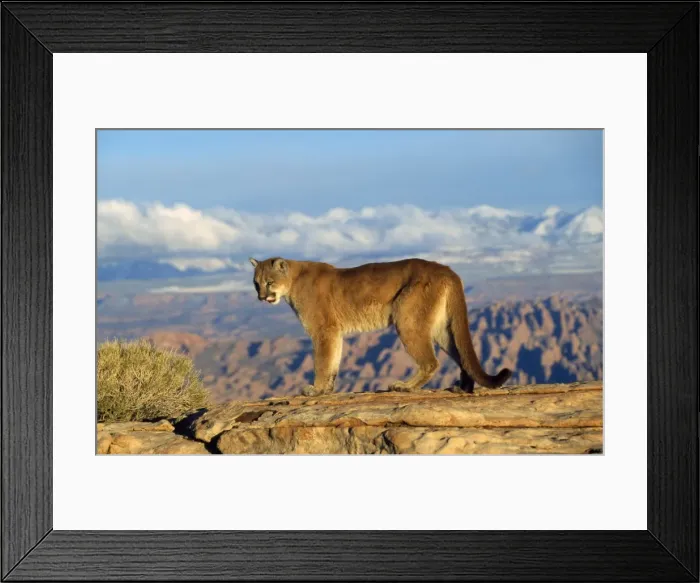 Framed Print : Picture No. 10850842 Framed Print : Picture No. 10850842
