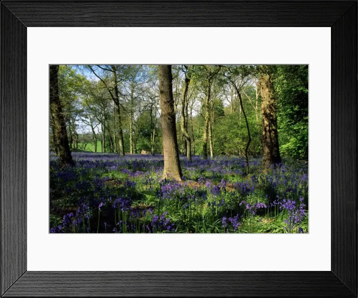 Framed Print : Picture No. 10849151 Framed Print : Picture No. 10849151
