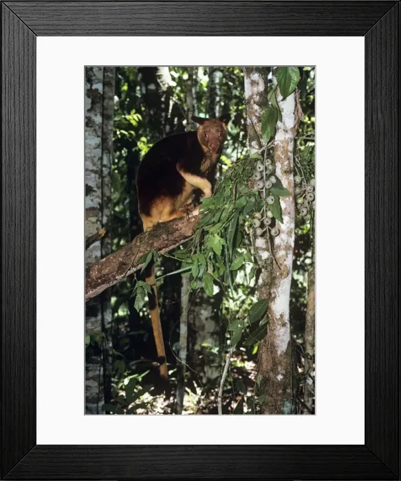 Framed Print : Picture No. 10848437 Framed Print : Picture No. 10848437
