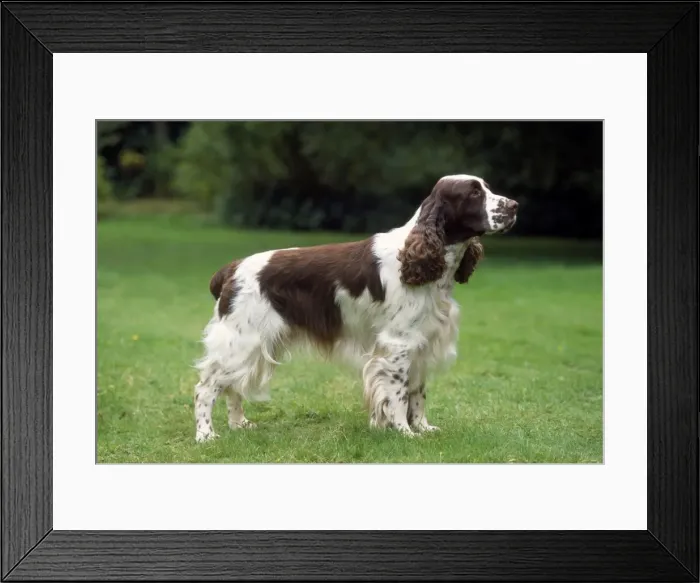 Framed Print : Picture No. 10851739 Framed Print : Picture No. 10851739