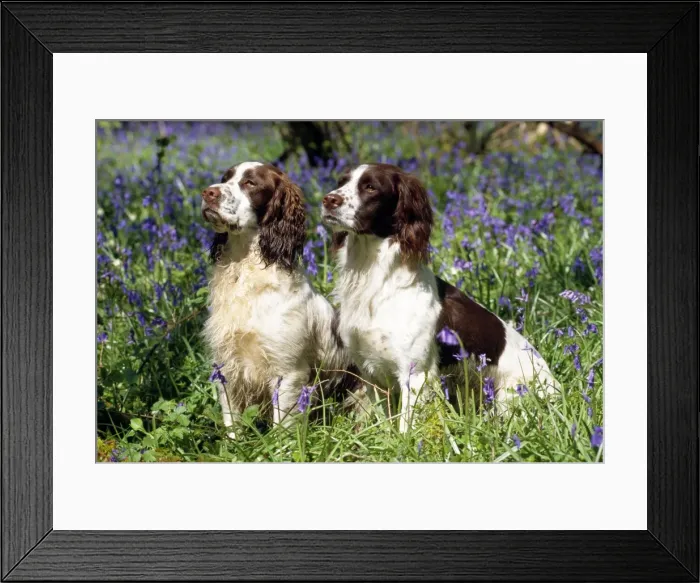 Framed Print : Picture No. 10851749
