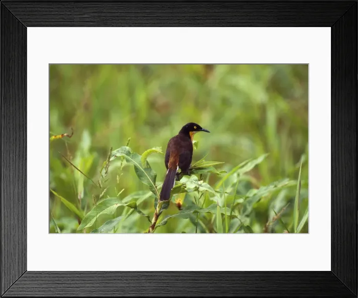 Framed Print : Picture No. 10850865 Framed Print : Picture No. 10850865