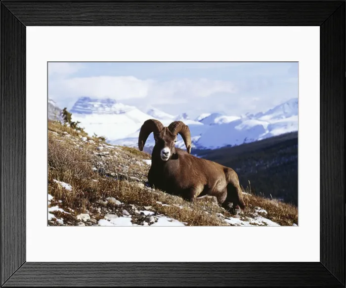 Framed Print : Picture No. 10850915 Framed Print : Picture No. 10850915