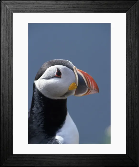 Framed Print : Picture No. 10851756 Framed Print : Picture No. 10851756