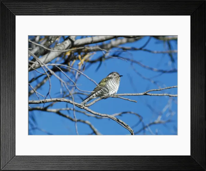 Framed Print : Picture No. 10851180 Framed Print : Picture No. 10851180
