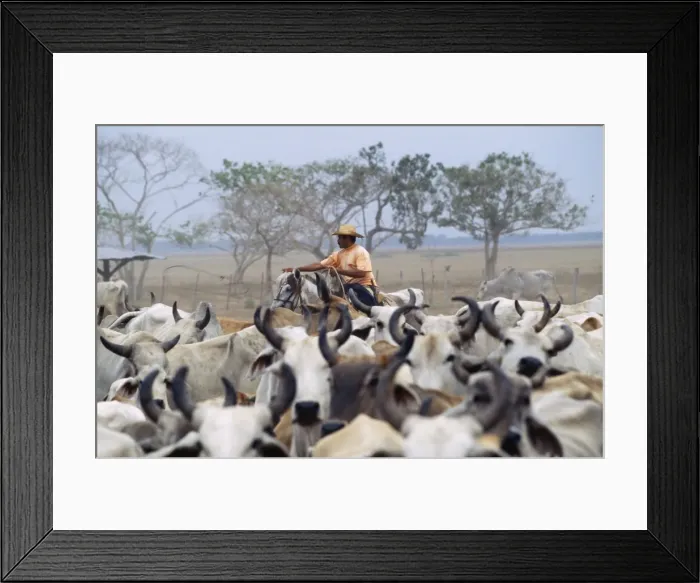 Framed Print : Picture No. 10850900 Framed Print : Picture No. 10850900