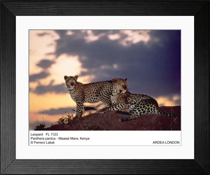 Framed Print : Picture No. 10851097 Framed Print : Picture No. 10851097