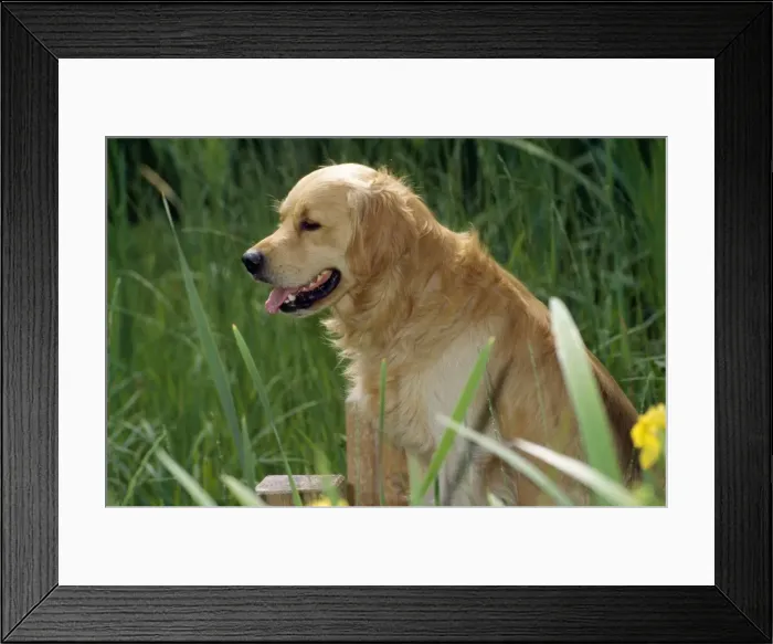 Framed Print : Picture No. 10851715 Framed Print : Picture No. 10851715
