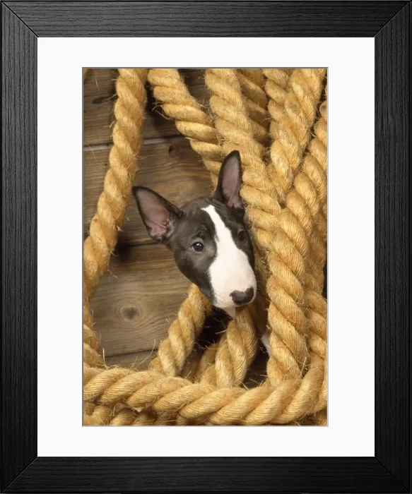Framed Print : Picture No. 10851764 Framed Print : Picture No. 10851764