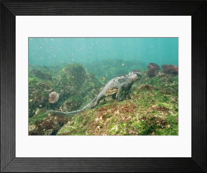 Framed Print : Picture No. 10848511 Framed Print : Picture No. 10848511