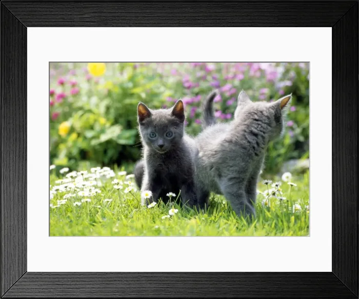 Framed Print : Picture No. 10851753 Framed Print : Picture No. 10851753