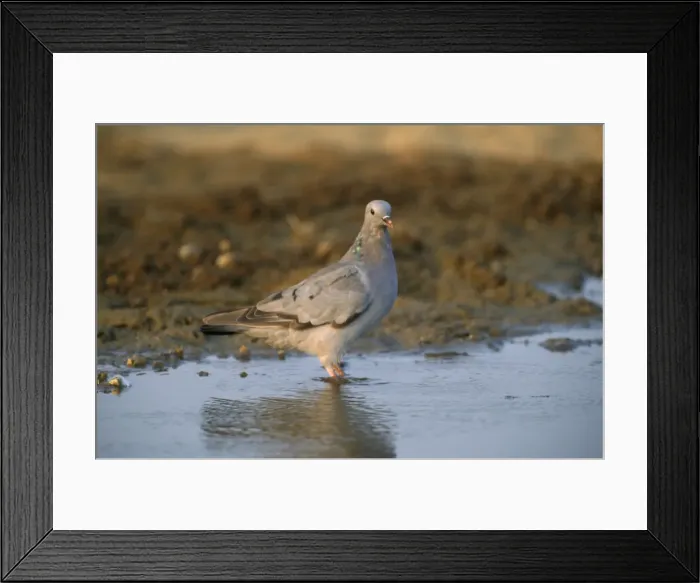 Framed Print : Picture No. 10849100 Framed Print : Picture No. 10849100