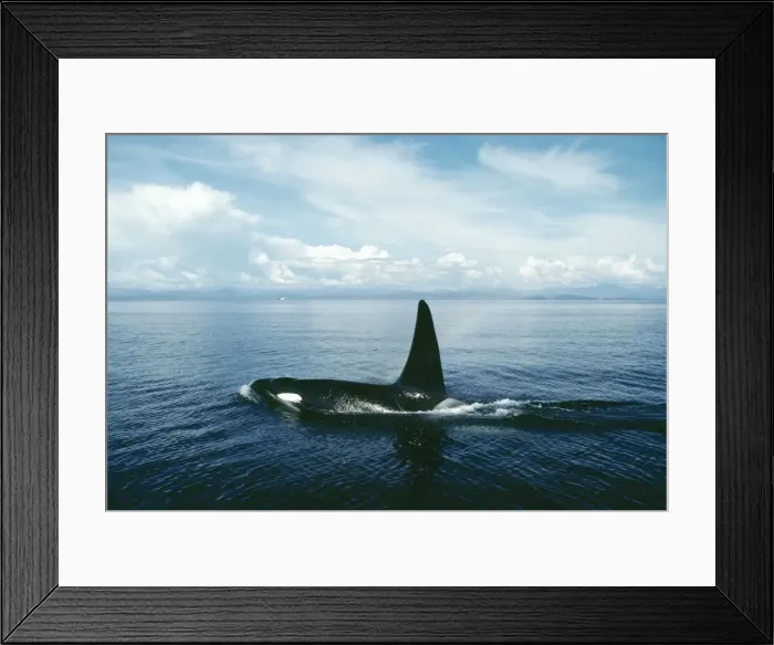 Framed Print : Picture No. 10848440 Framed Print : Picture No. 10848440