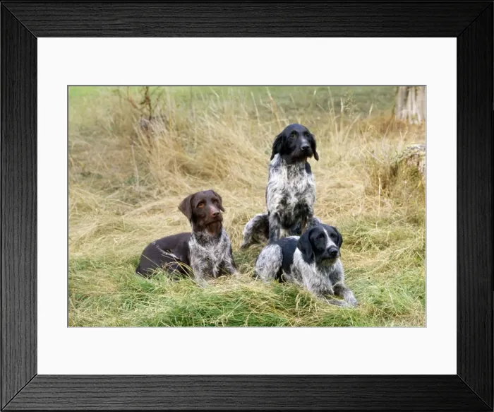 Framed Print : Picture No. 10851736