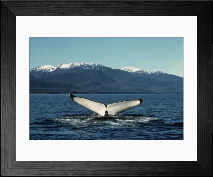 Framed Print : Picture No. 10850757