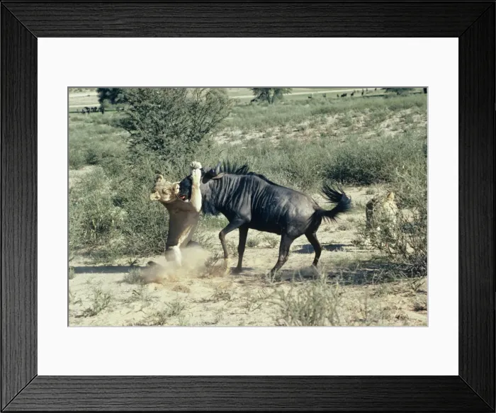 Framed Print : Picture No. 10848881 Framed Print : Picture No. 10848881