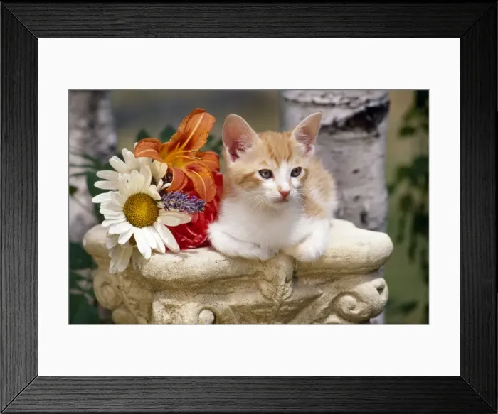 Framed Print : Picture No. 10851163 Framed Print : Picture No. 10851163