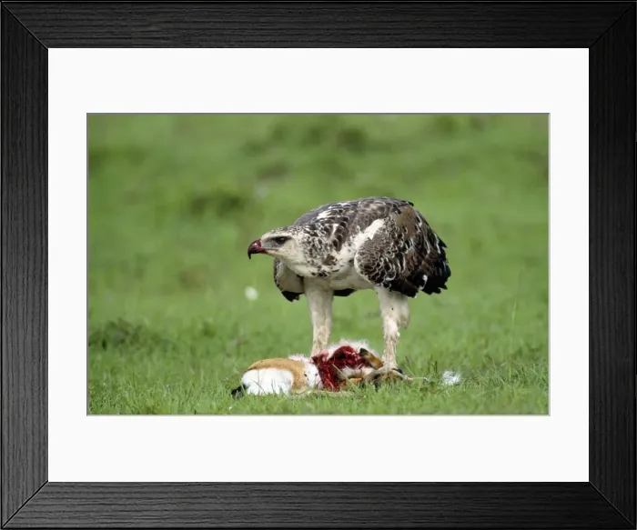Framed Print : Picture No. 10851100 Framed Print : Picture No. 10851100