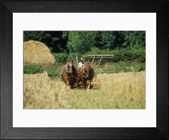 Framed Print : Picture No. 10849243 Framed Print : Picture No. 10849243