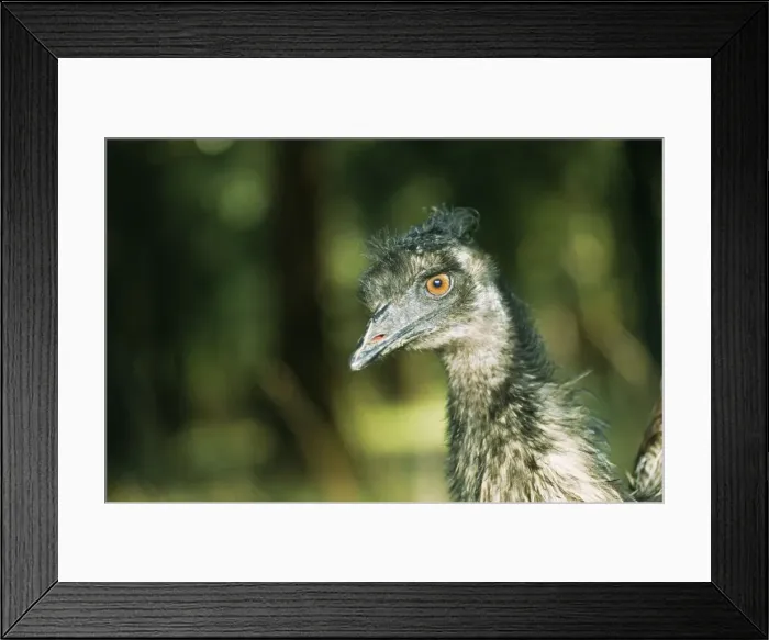 Framed Print : Picture No. 10848547 Framed Print : Picture No. 10848547