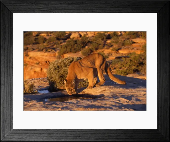 Framed Print : Picture No. 10850848 Framed Print : Picture No. 10850848