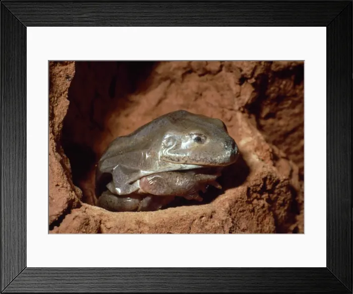 Framed Print : Picture No. 10848470