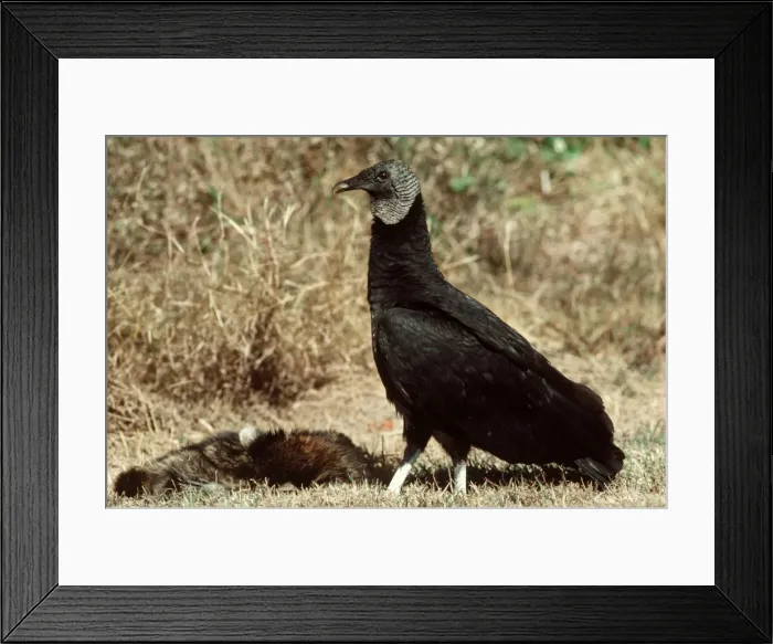 Framed Print : Picture No. 10850391 Framed Print : Picture No. 10850391