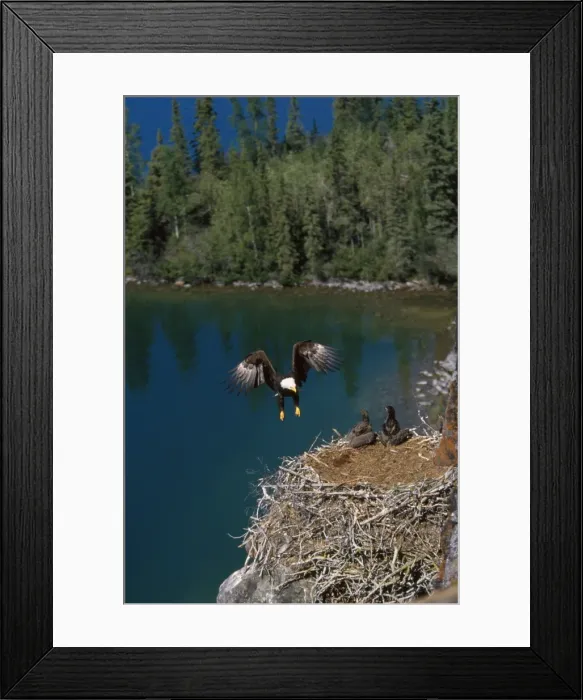 Framed Print : Picture No. 10849173 Framed Print : Picture No. 10849173