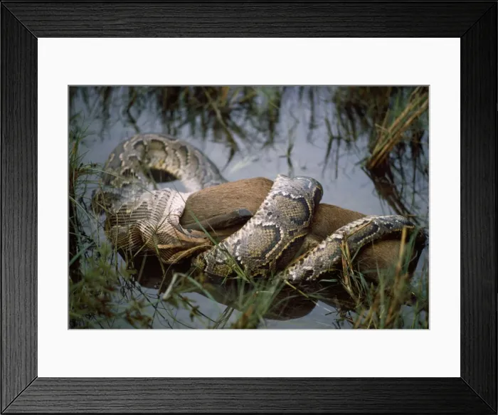 Framed Print : Picture No. 10849002