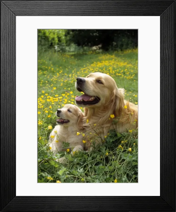 Framed Print : Picture No. 10851716 Framed Print : Picture No. 10851716