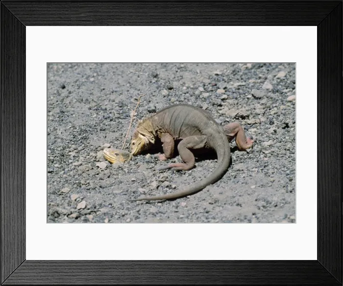 Framed Print : Picture No. 10848506 Framed Print : Picture No. 10848506