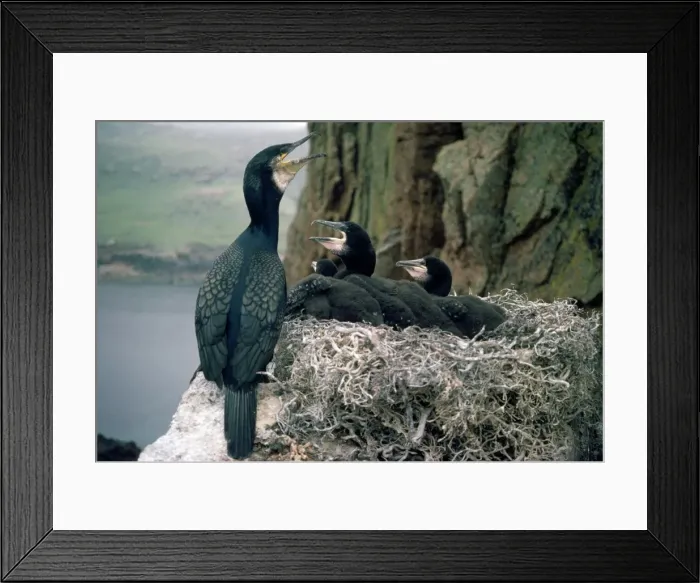 Framed Print : Picture No. 10848801 Framed Print : Picture No. 10848801
