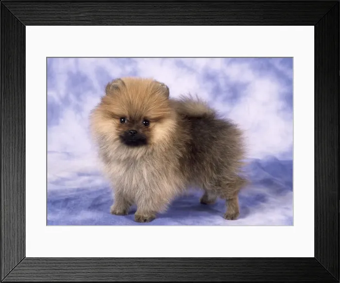 Framed Print : Picture No. 10851725 Framed Print : Picture No. 10851725
