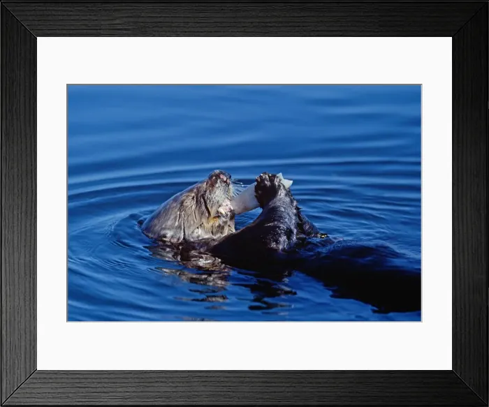 Framed Print : Picture No. 10850762 Framed Print : Picture No. 10850762