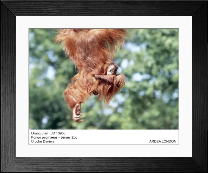 Framed Print : Picture No. 10851776 Framed Print : Picture No. 10851776