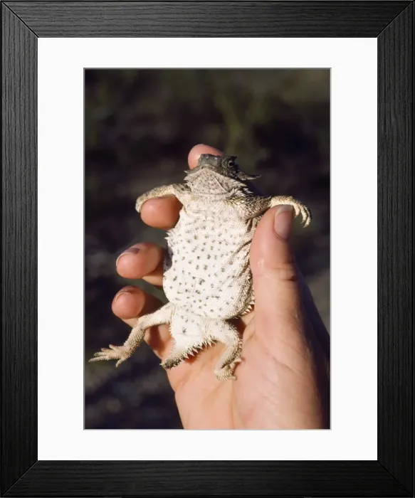 Framed Print : Picture No. 10850558 Framed Print : Picture No. 10850558