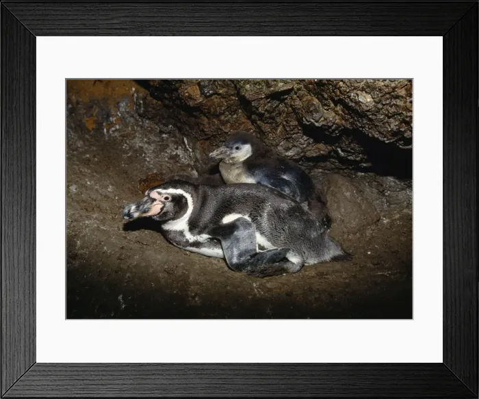 Framed Print : Picture No. 10848480 Framed Print : Picture No. 10848480