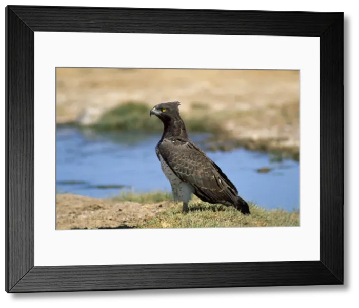 Framed Print : Picture No. 10848936 Framed Print : Picture No. 10848936