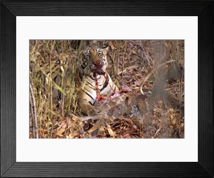 Framed Print : Picture No. 10848823 Framed Print : Picture No. 10848823