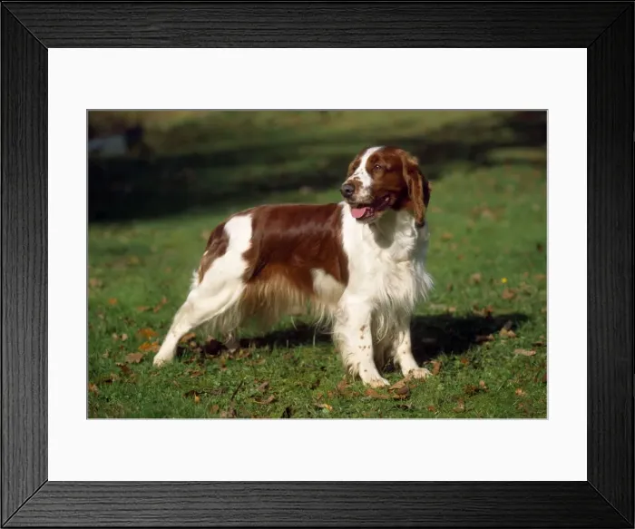 Framed Print : Picture No. 10851742 Framed Print : Picture No. 10851742