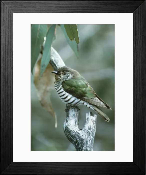 Framed Print : Picture No. 10851183 Framed Print : Picture No. 10851183